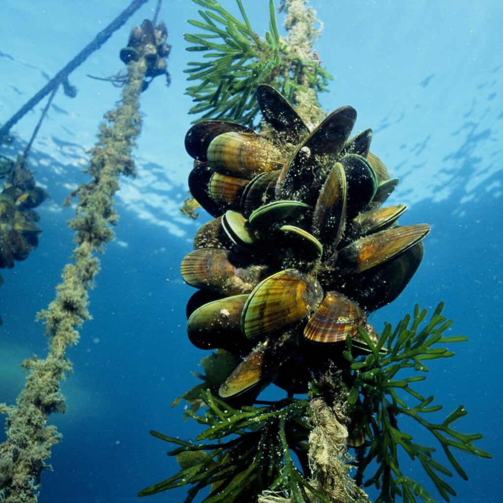 Underwater view of an aquaculture farm of green lip mussels, where long ropes covered in mussels descend from the surface to the bottom of the sea.