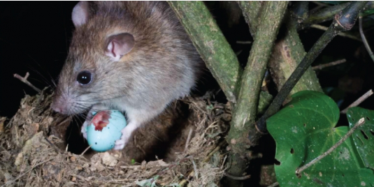 Ship Rat perching on a bird's nest and preying on its eggs.