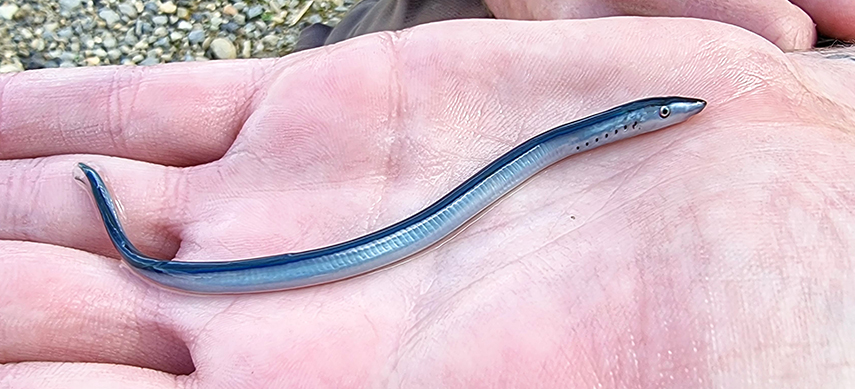 Juvenile Geotria australis collected in New Zealand; photo by Ryan Easton