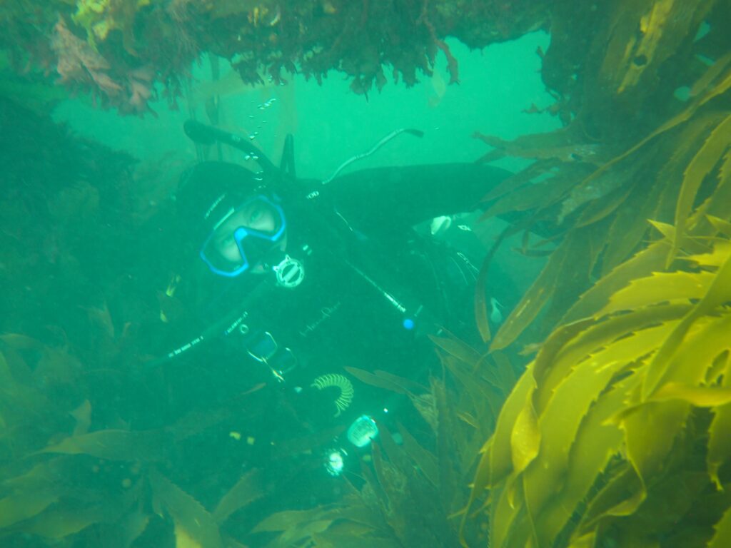 Haylee Quertermous scuba diving in Aramoana. Photo credit: Michelle Liddy