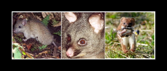 A few of New Zealand's most devastating pest mammals: the ship rat, brush tail possum and a stoat, holding a baby bird