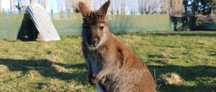 Bennetts Wallaby at Enkledoovery Korna tame wallaby park. Photo credit: Gracie Kroos.